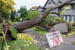 Advantage Tree care performs hazardous tree removals and emergency tree work in Victoria BC