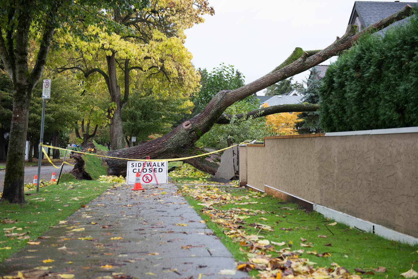 How To Protect Your Trees From Storm Damage? Advantage Tree Care