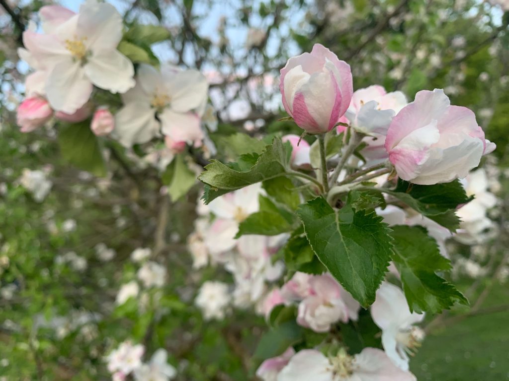 Apple blossom on a fruit tree in victoia