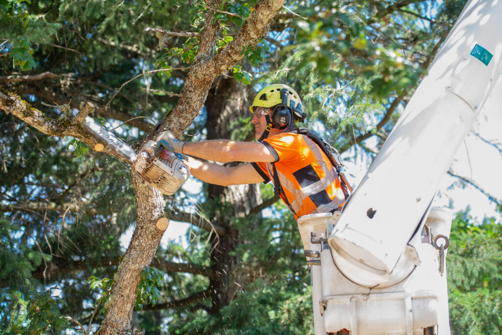 Pickering Tree Solutions Tree Pruning