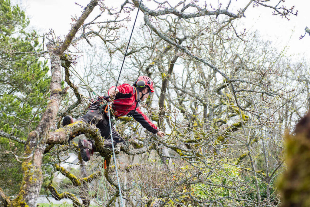 Tree pruning in Sidney BC - Advantage Tree Care Tree pruning in Sidney BC