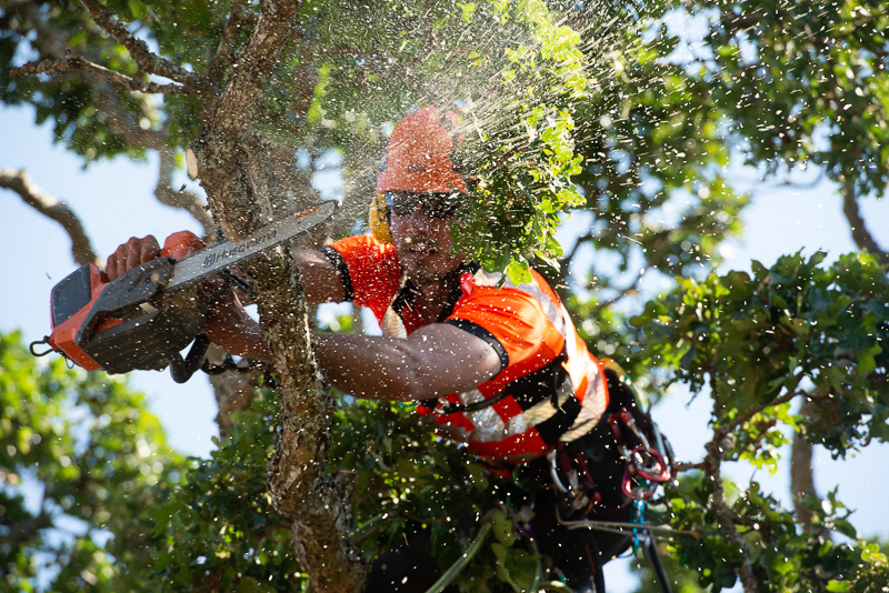 What does an Arborist do?
