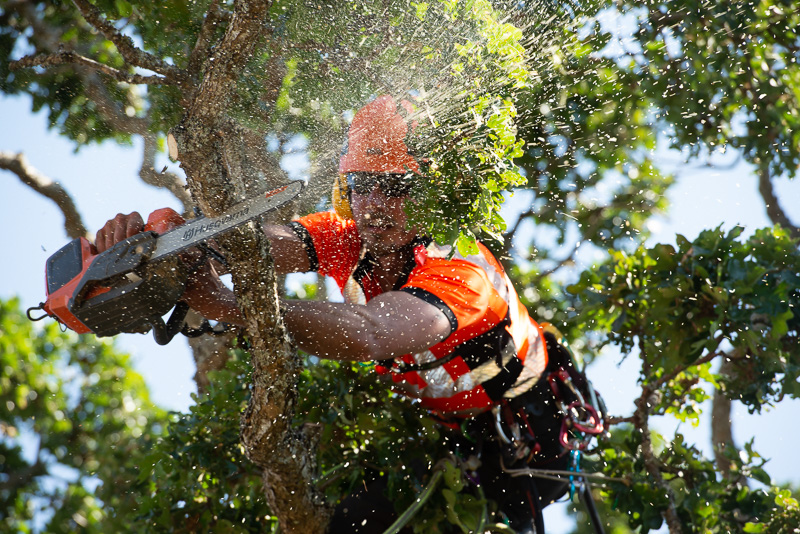 What Does an Arborist Do?