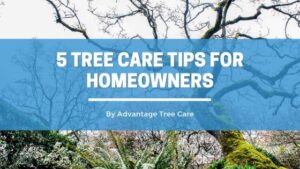 5 tree care tips for homeowners - Advantage Tree Care