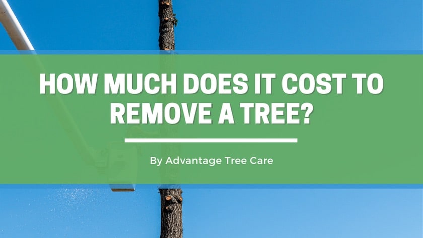 How much does it cost to remove a tree in Victoria?