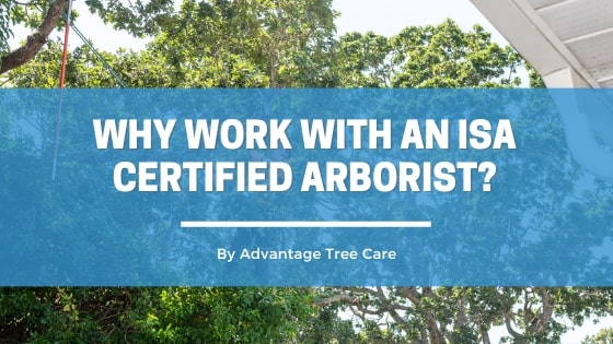 Why work with an ISA certified Arborist?