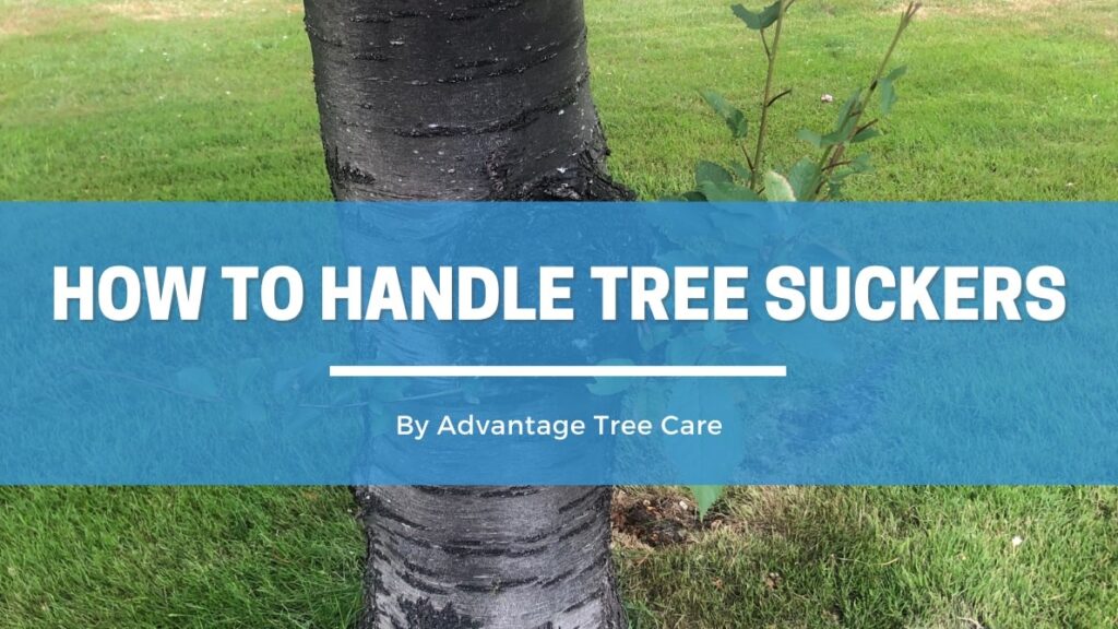 How to Handle Tree Suckers
