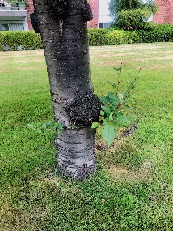 Tree sucker
