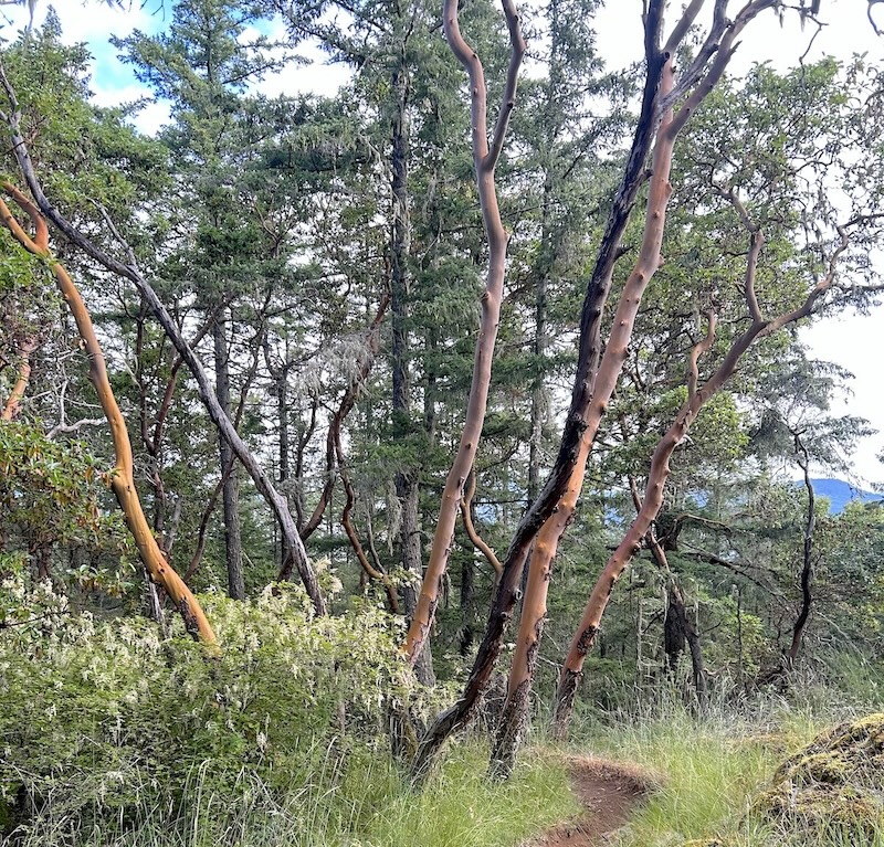 Arbutus tree in nature Arbutus tree in nature