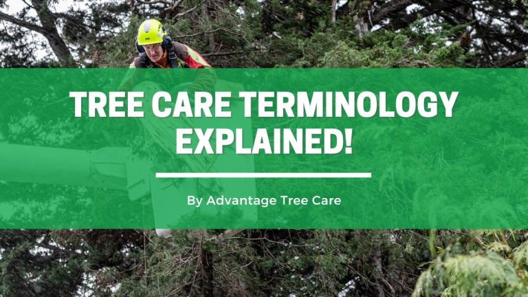 Tree Care Terminology Explained: Tree topping vs pruning vs reduction ...