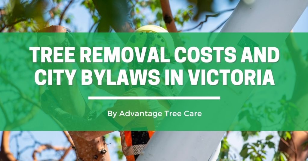 Tree Removal Costs and City Bylaws in Victoria