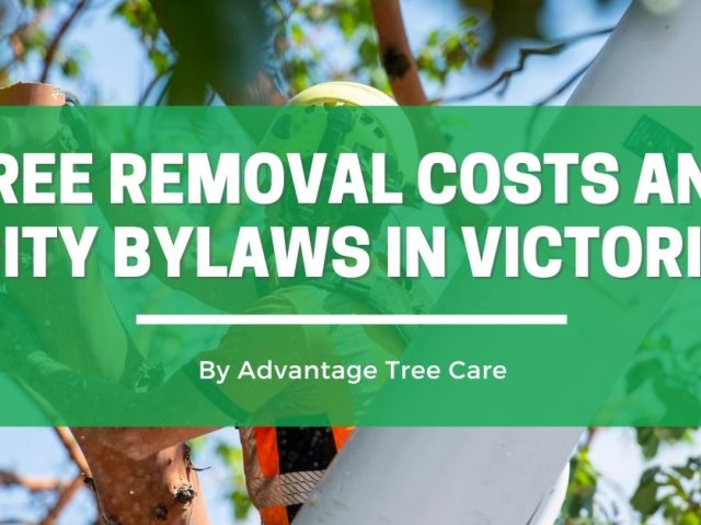 Tree Removal Costs and City Bylaws in Victoria