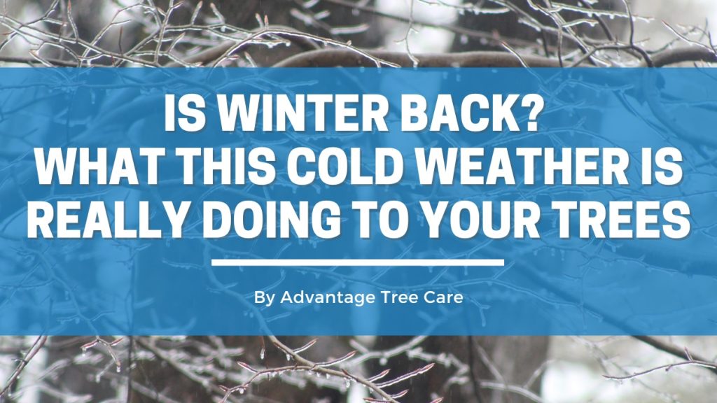 Is Winter Back? What This Cold Weather Is Really Doing to Your Trees