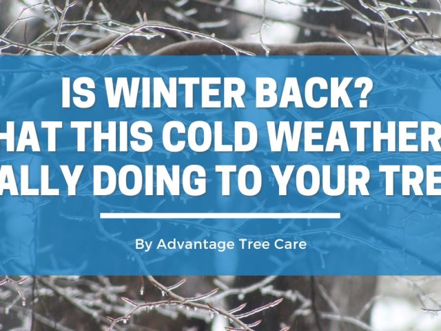 Is Winter Back? What This Cold Weather Is Really Doing to Your Trees