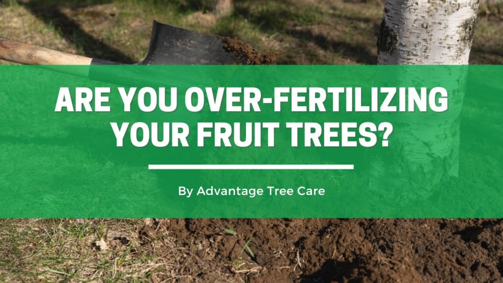 Are You Over-Fertilizing Your Fruit Trees?