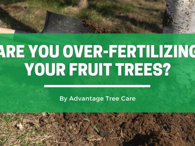 Are You Over-Fertilizing Your Fruit Trees?